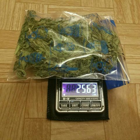 Gorilla Glue #5 growlog timeline photo