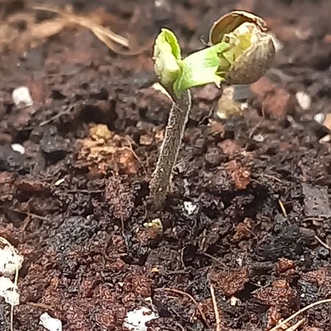 Super Skunk growlog timeline photo