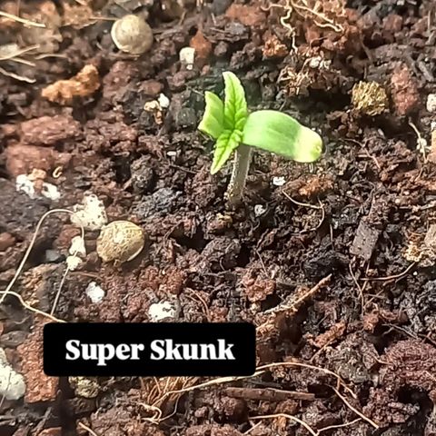 Super Skunk growlog timeline photo