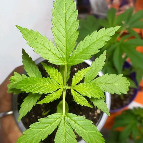 Super Skunk growlog timeline photo