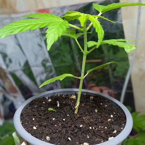 Super Skunk growlog timeline photo
