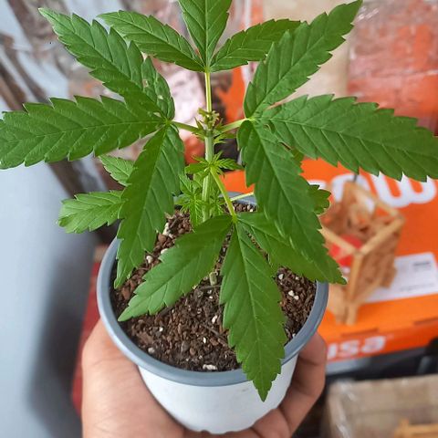 Super Skunk growlog timeline photo