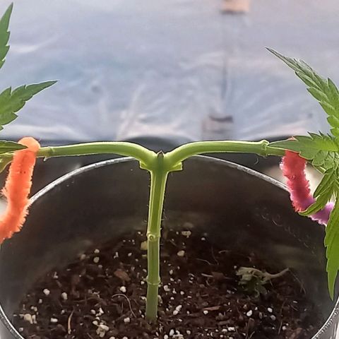 Super Skunk growlog timeline photo