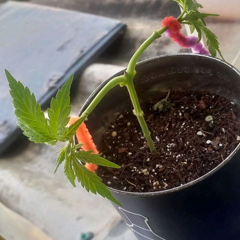 Super Skunk growlog timeline photo