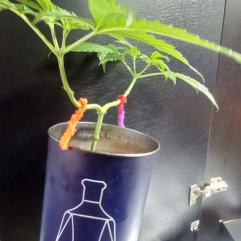 Super Skunk growlog timeline photo