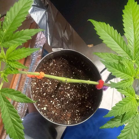 Super Skunk growlog timeline photo