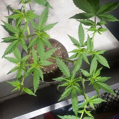 Super Skunk growlog timeline photo