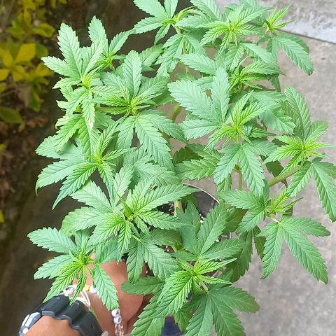 Super Skunk growlog timeline photo
