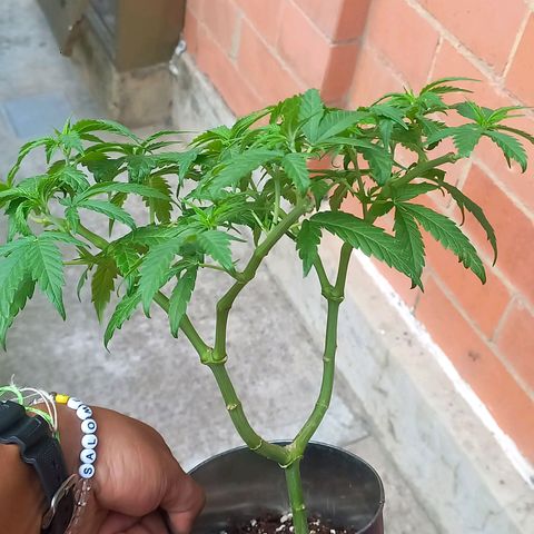 Super Skunk growlog timeline photo