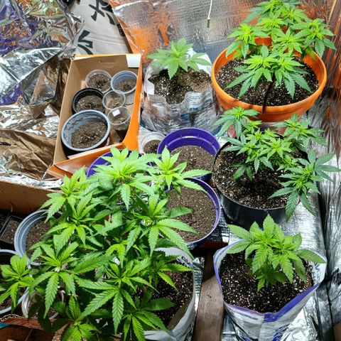 Super Skunk growlog timeline photo