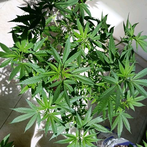 Super Skunk growlog timeline photo