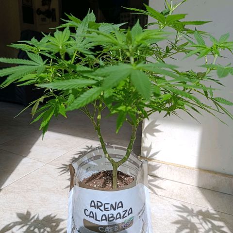 Super Skunk growlog timeline photo