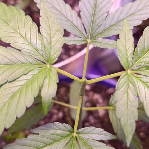 Big Bud #2 growlog timeline photo