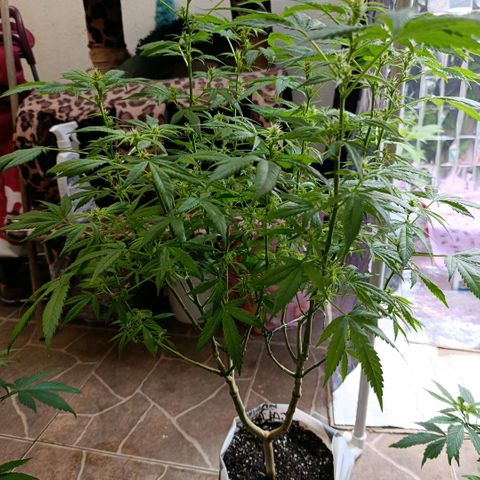 Super Skunk growlog timeline photo