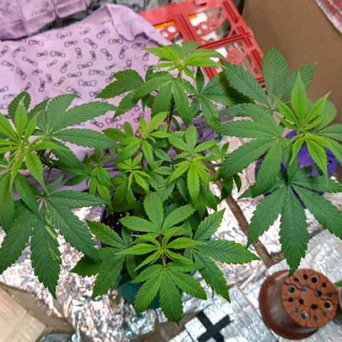 Big Bud #2 growlog timeline photo