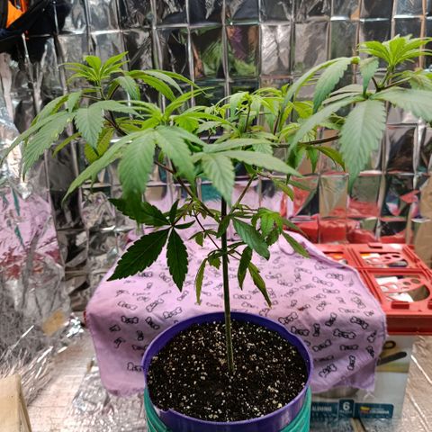 Big Bud #2 growlog timeline photo