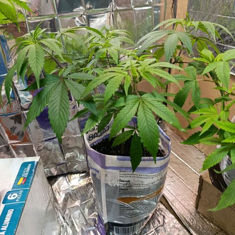 Big Bud #2 growlog timeline photo