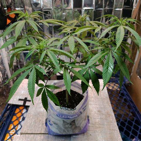 Big Bud #2 growlog timeline photo