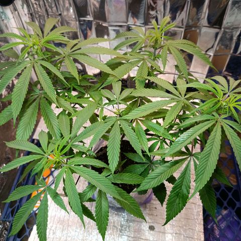 Big Bud #2 growlog timeline photo