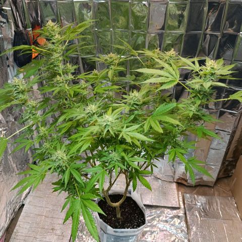 Super Skunk growlog timeline photo