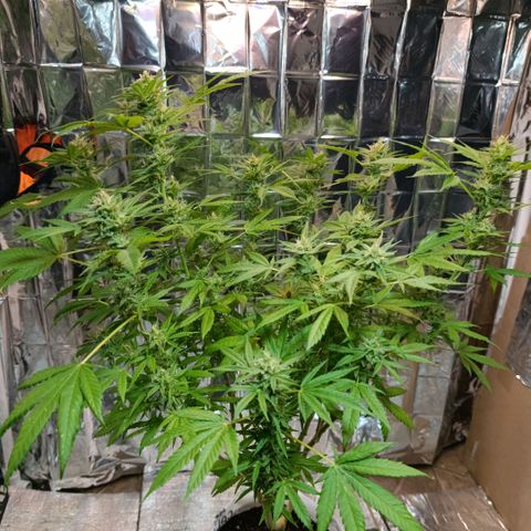 Super Skunk growlog timeline photo