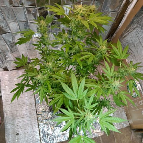 Super Skunk growlog timeline photo