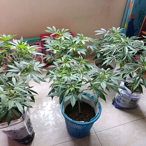 Big Bud #2 growlog timeline photo
