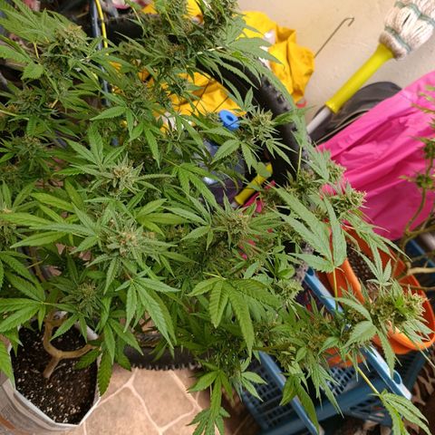 Super Skunk growlog timeline photo
