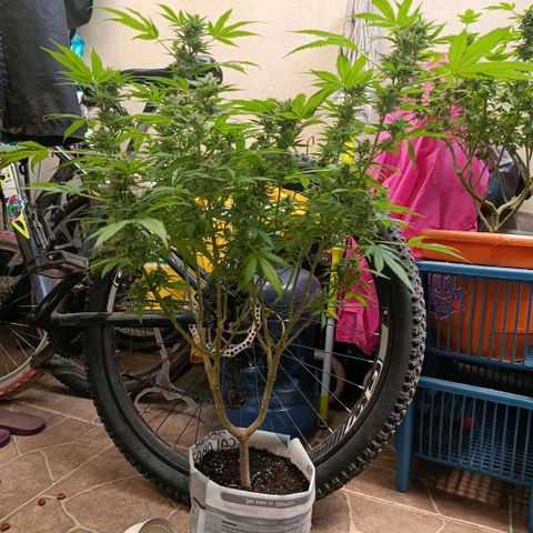 Super Skunk growlog timeline photo