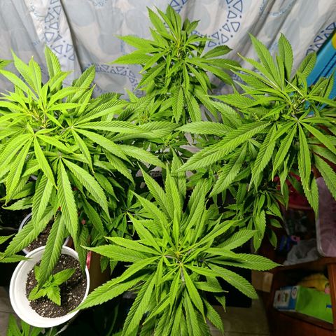 Big Bud #2 growlog timeline photo
