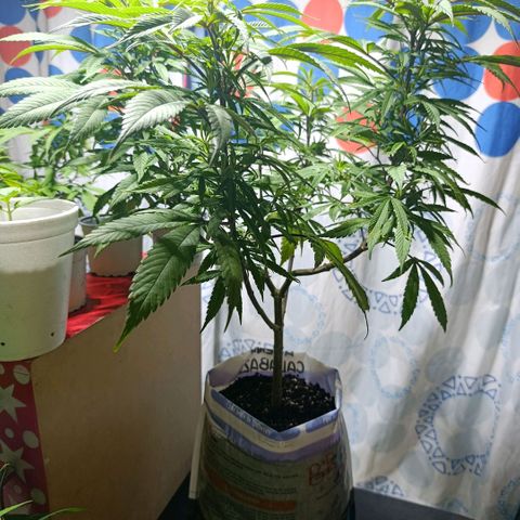 Big Bud #2 growlog timeline photo