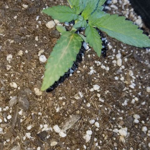 Congo Hash Plant FT growlog timeline photo