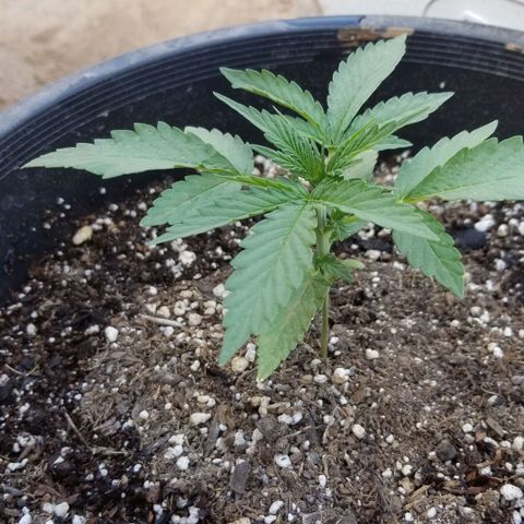 Congo Hash Plant FT growlog timeline photo