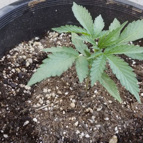 Congo Hash Plant FT growlog timeline photo