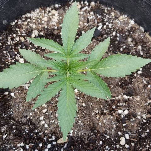 Congo Hash Plant FT growlog timeline photo