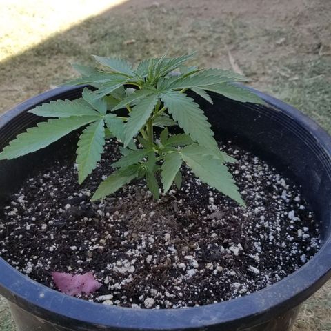 Congo Hash Plant FT growlog timeline photo