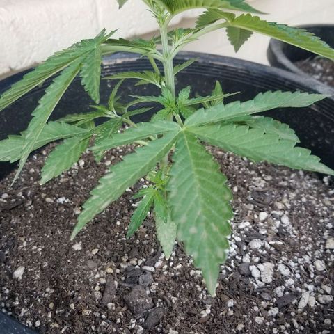 Congo Hash Plant FT growlog timeline photo