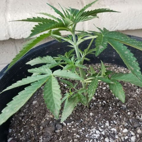 Congo Hash Plant FT growlog timeline photo