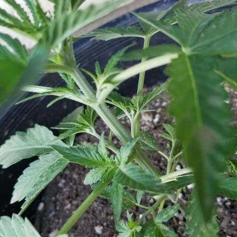 Congo Hash Plant FT growlog timeline photo