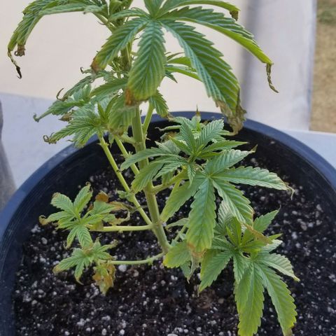 Congo Hash Plant FT growlog timeline photo