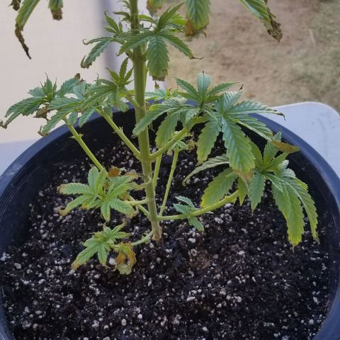 Congo Hash Plant FT growlog timeline photo