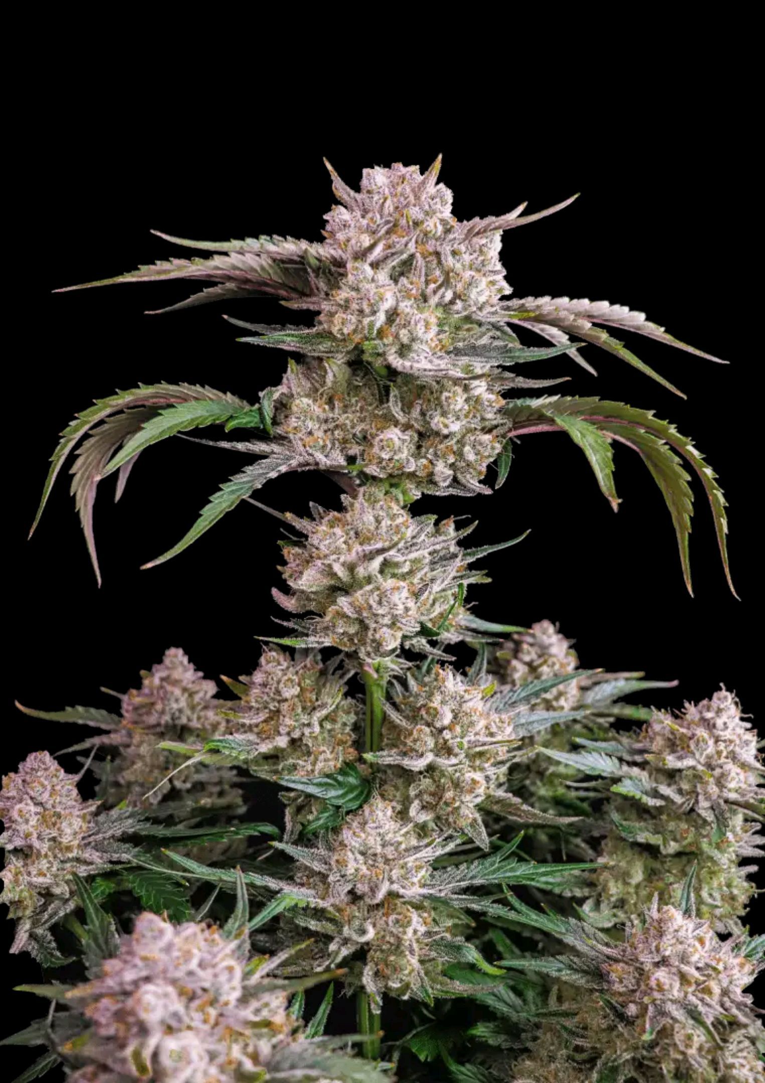 Strawberry Gorilla Auto growlog header