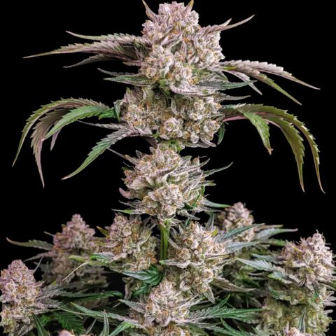 Strawberry Gorilla Auto growlog photo