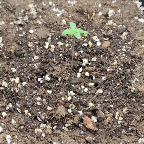 Gorilla Cookies Auto growlog photo: 6,5cm