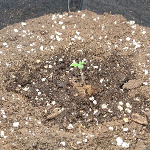 Apricot Auto  growlog photo: 4,5cm