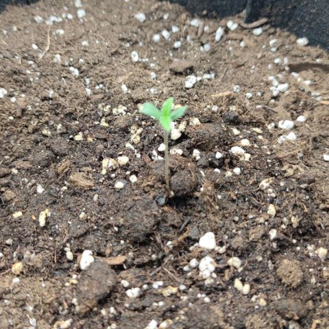 Strawberry Gorilla Auto growlog photo