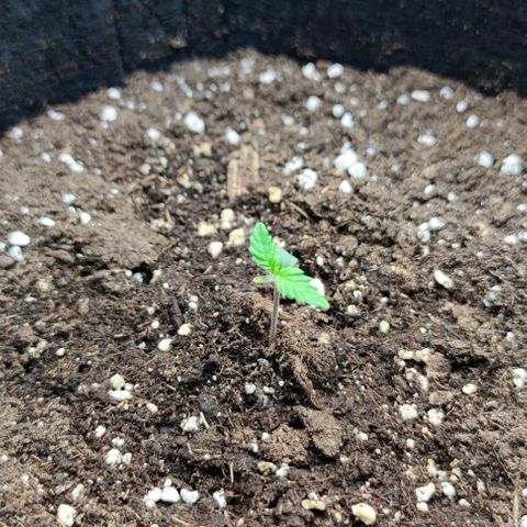 Apricot Auto  growlog photo: 5,5cm