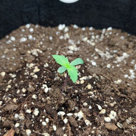 Gorilla Cookies Auto growlog photo: 6,5cm