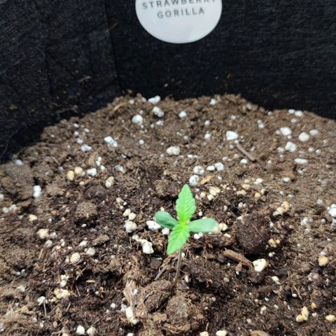 Strawberry Gorilla Auto growlog photo