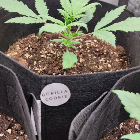 Strawberry Gorilla Auto growlog photo: Licht auf 75% Leistung 